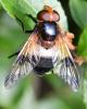 Volucella pellucens